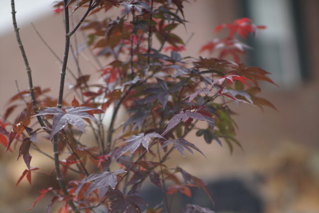 1-Custom-Landscaping-Baldwin-County-Al